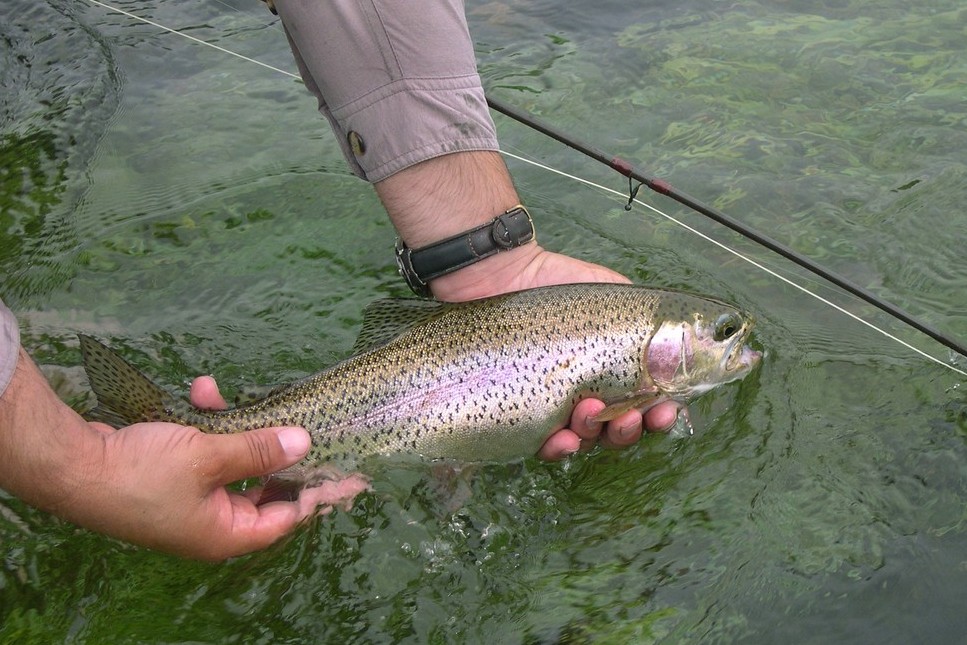 Top 10 Tips for Catch and Release Fishing